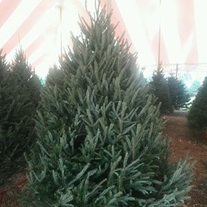 Meet your Posher, Jesus